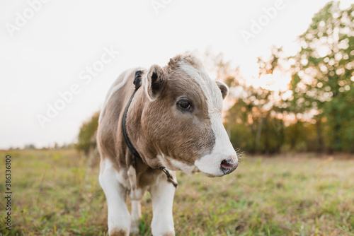 Young cow on a pasture field close-up. Calf portrait.