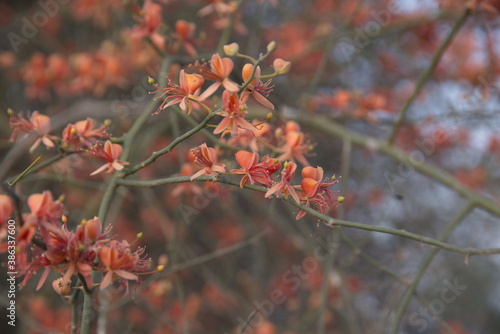 Capparis decidua, known in Hindi as karira or kerda, is a useful plant in its marginal habitat. Its spicy fruits are used for preparing vegetables photo