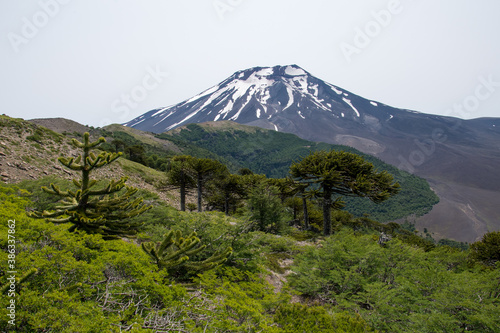 vue sur un volcan enneigé avec des arbres araucarias devant