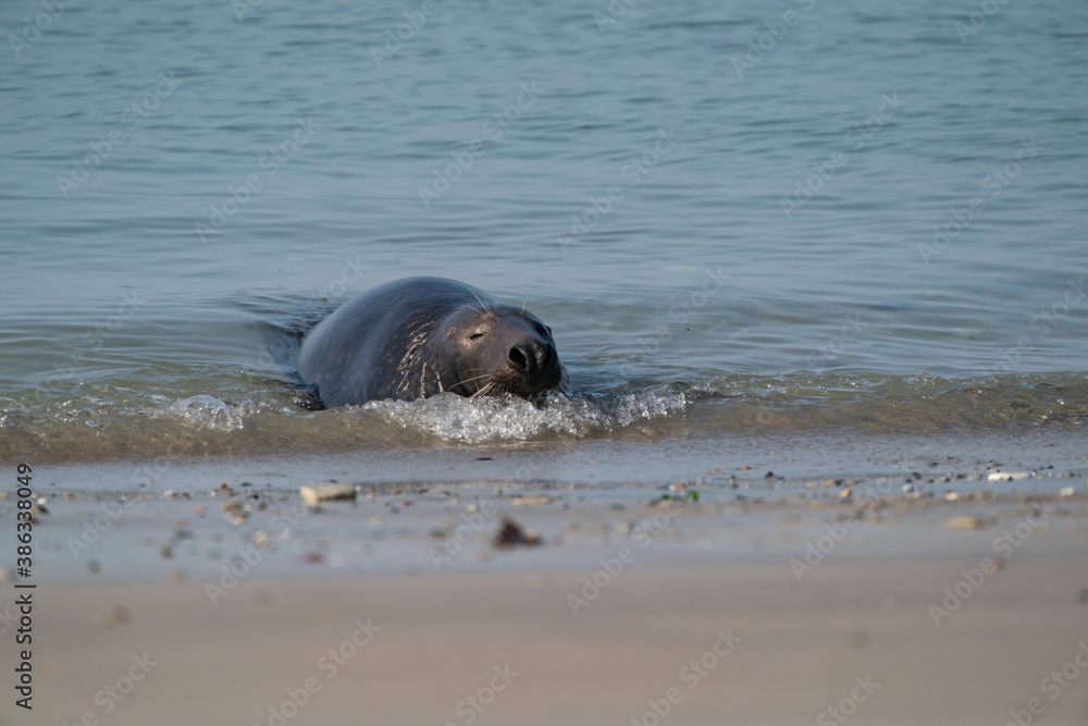 Fototapeta premium One Grey Seal, swimming in the sea with head above water. On the beach inside sea waves