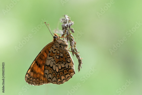 beautiful and elegant butterfly Melita on the flower awaits dawn early in the morning photo