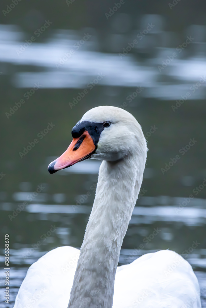 Portrait of a beautiful swan in a little lake called Lindensee in Hesse, Germany at a cloudy and cold day in autumn. Portrait of a beautiful swan in a little lake called Lindensee in Hesse, Germany at a cloudy and cold day in autumn.