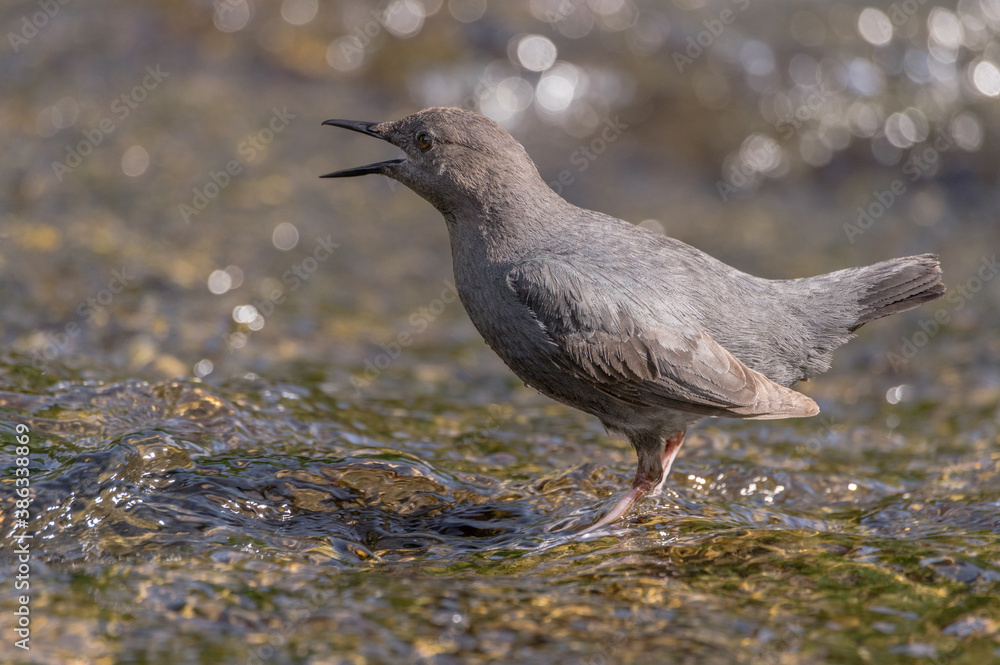 American Dipper (Cinclus mexicanus) calling. American Dipper (Cinclus mexicanus) calling.