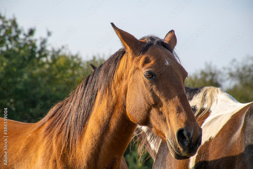 Fototapeta premium Brown Horse Portrait in a field against sky ans trees