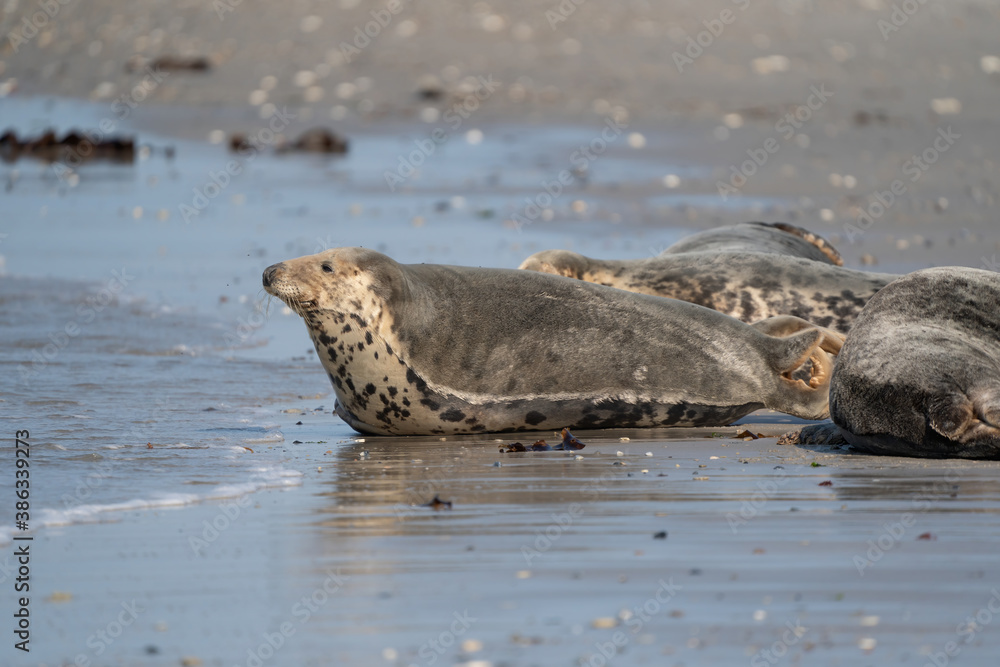 Fototapeta premium Wild gray seal colony in the sea. Lots of seaweed. Group with different shapes and sizes of gray seal. Dune, Germany