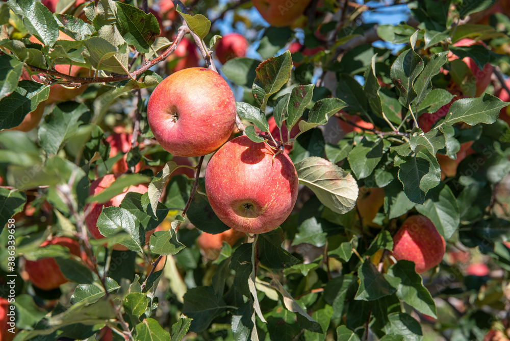 Apples hanging from a tree branch in an apple orchard Apples hanging from a tree branch in an apple orchard