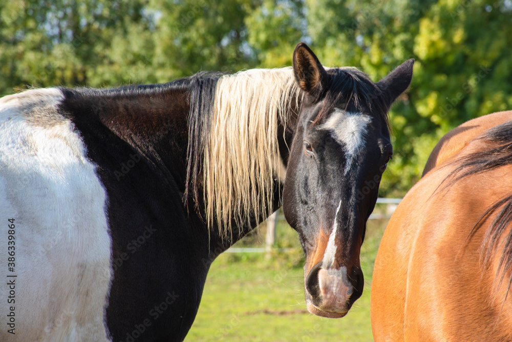 Obraz premium Brown Horse Portrait in a field against sky ans trees
