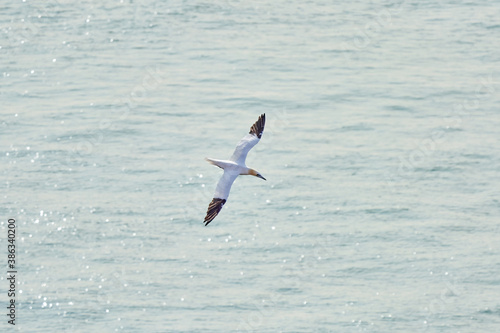 A single white and yellow gannet flies above the sea where the sun shines
