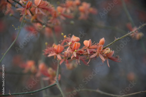 Capparis decidua, known in Hindi as karira or kerda, is a useful plant in its marginal habitat. Its spicy fruits are used for preparing vegetables photo