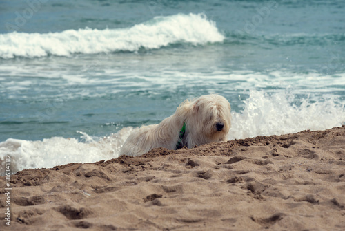 White dog resting on the beach on the sand Adopted pet © payamona