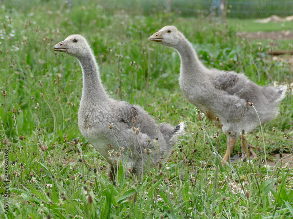 goose on the grass goose on the grass