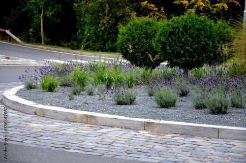 roundabout of paving gray granite cubes, transport hub, with flowers and grasses in the middle of the circle. conifers shaped into the shape of green balls and lavender blue flowering, gravel mulch photo