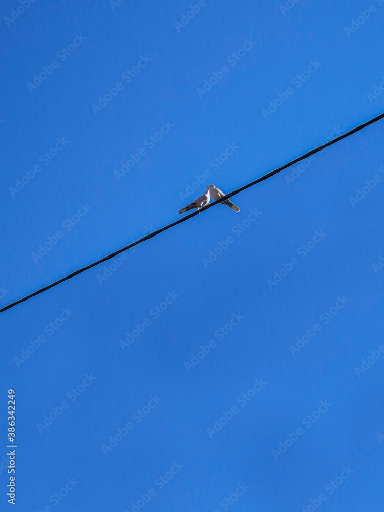 birds on wire birds on wire