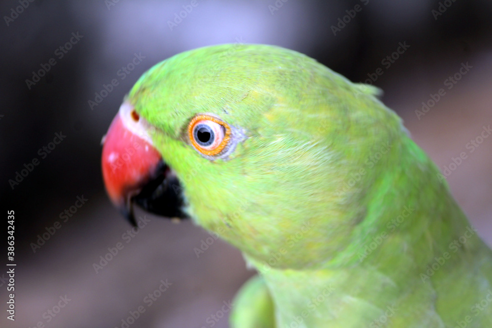 Obraz premium A BEAUTIFUL BIRD PARROT