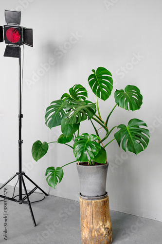 Monstera deliciosa in a grey pot stands on stump on a grey background. The concept of minimalism. Tropical leaves background. Stylish and minimalistic urban jungle interior. photo