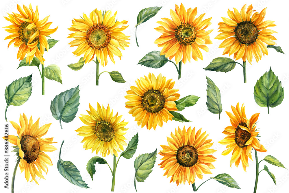 Sunflowers isolated on white background, watercolor botanical illustration, hand drawing, set flowers and leaves Sunflowers isolated on white background, watercolor botanical illustration, hand drawing, set flowers and leaves