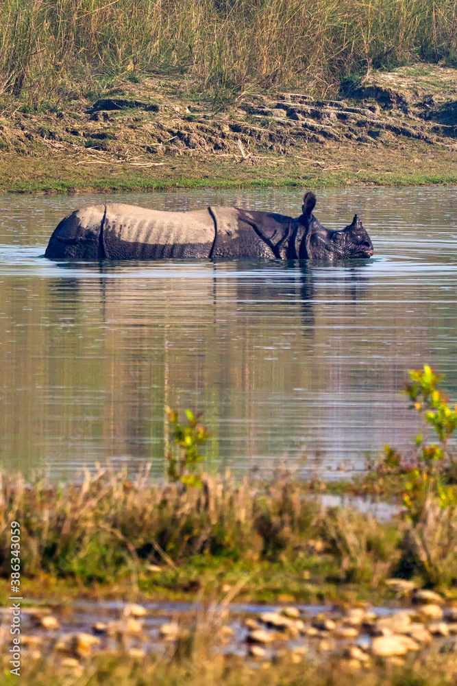 Greater Onehorned Rhinoceros, Indian Rhinoceros, Asian Rhino