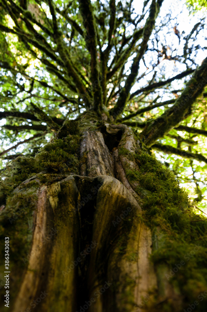 Fototapeta premium Cancer Fighter - A yew tree grows in an old-growth forest in Oregon.