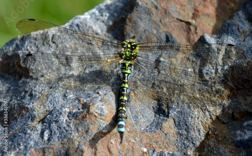 at the end of the summer, hungry hornets attack dragonflies and often defeat them. the fight often ends in victory when the hornet bites its head and flies happily. the headless body lies on a rock photo