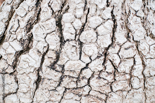 Image of texture of tree wood.