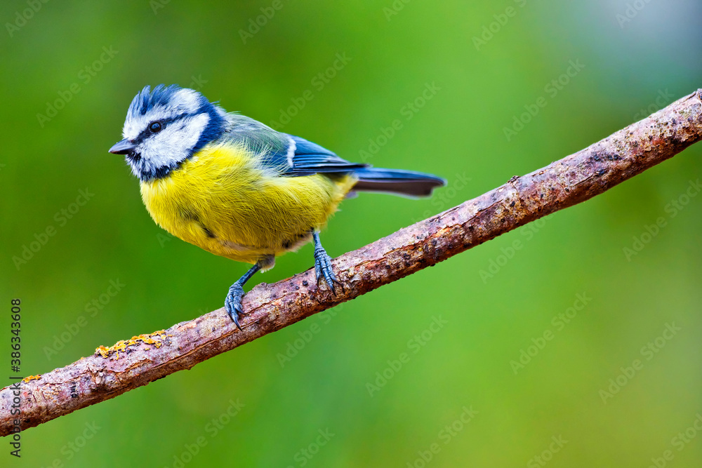 Blue Tit, Parus caeruleus, Mediterranean Forest, Castile and Leon, Spain, Europe Blue Tit, Parus caeruleus, Mediterranean Forest, Castile and Leon, Spain, Europe