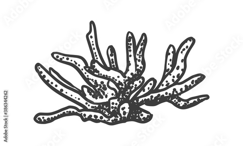 Hand drawn illustration of coral. Sketch style underwater sea reef.