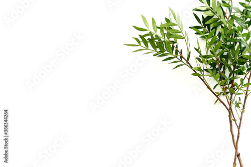 pistation branch green leaves isolated on white. High quality photo