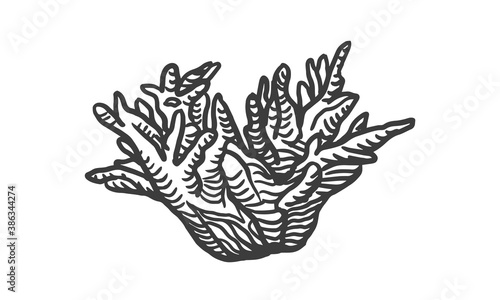 Hand drawn illustration of coral. Sketch style underwater sea reef.