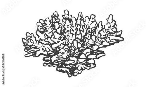 Hand drawn illustration of coral. Sketch style underwater sea reef.