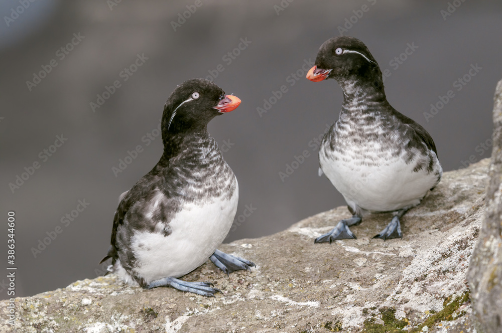 Parakeet Auklet (Aethia psittacula) at St. George Island, Pribilof Islands, Alaska, USA Parakeet Auklet (Aethia psittacula) at St. George Island, Pribilof Islands, Alaska, USA
