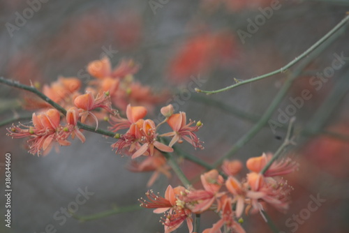 Capparis decidua, known in Hindi as karira or kerda, is a useful plant in its marginal habitat. Its spicy fruits are used for preparing vegetables photo