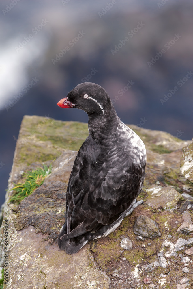 Parakeet Auklet (Aethia psittacula) at St. George Island, Pribilof Islands, Alaska, USA Parakeet Auklet (Aethia psittacula) at St. George Island, Pribilof Islands, Alaska, USA
