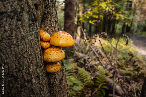 Fototapeta Naklejka Na Ścianę i Meble -  bieszczady, grzyby, jesień