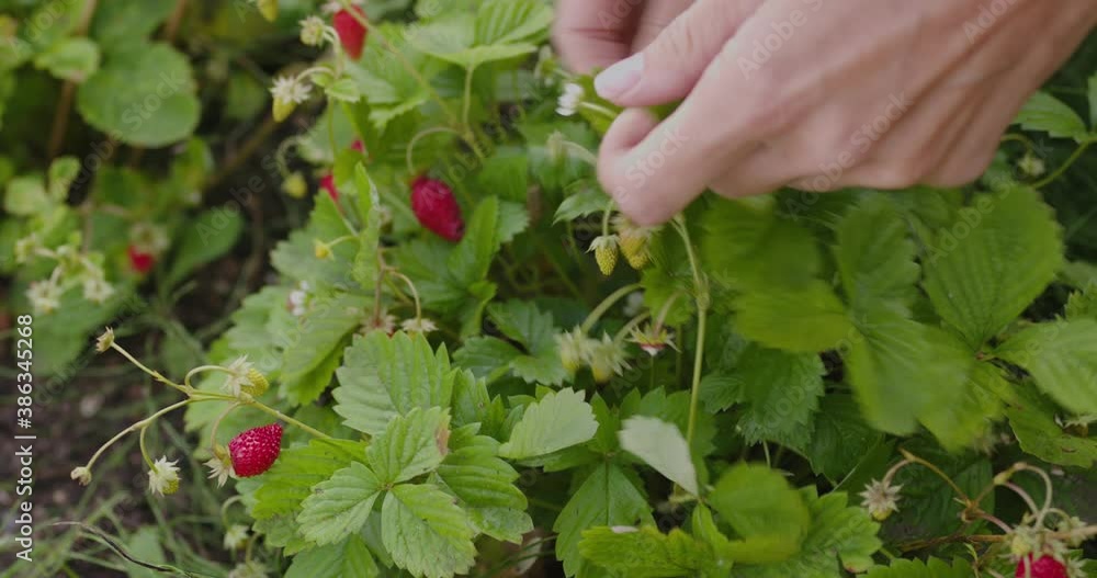 Female farmer hands picking strawberries Female farmer hands picking strawberries