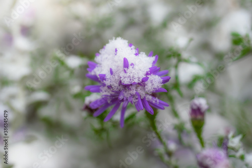 Snow-covered flowers alpine aster.