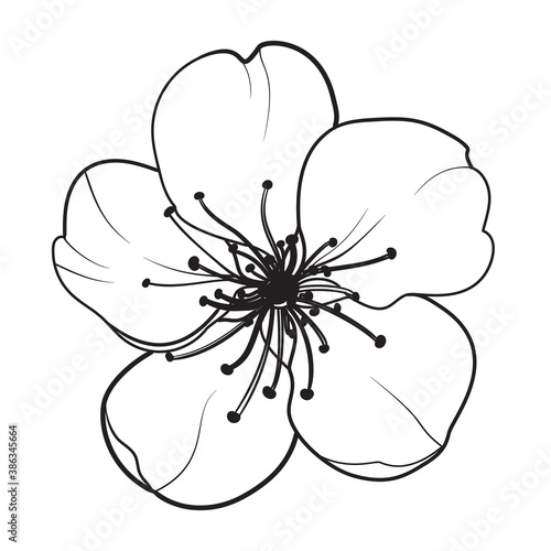 Hand drawn design elements sakura flowers collection.