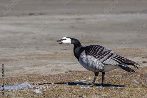 Barnacle Goose (Branta leucopsis) in Barents Sea coastal area, Russia