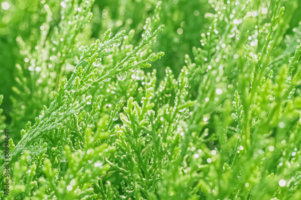 Dew drops sparkling in the sunlight on the green succulent branches of a coniferous bush close-up. high quality retouched photo Dew drops sparkling in the sunlight on the green succulent branches of a coniferous bush close-up. high quality retouched photo