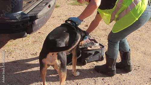 k9 drug police dog with policeman in operation for suspected drug suitcase