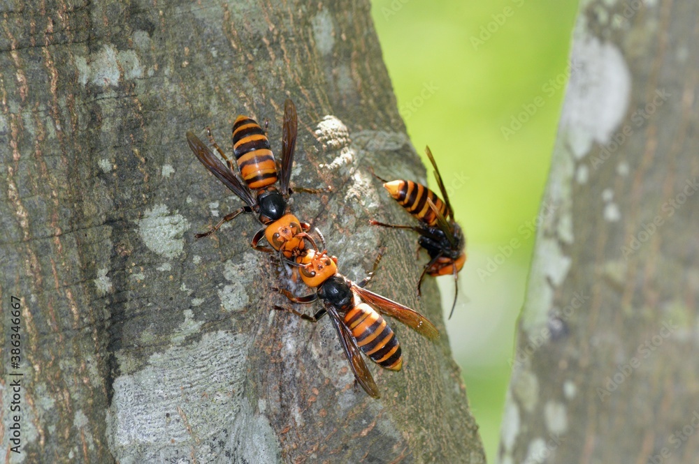 樹液に群がるスズメバチ