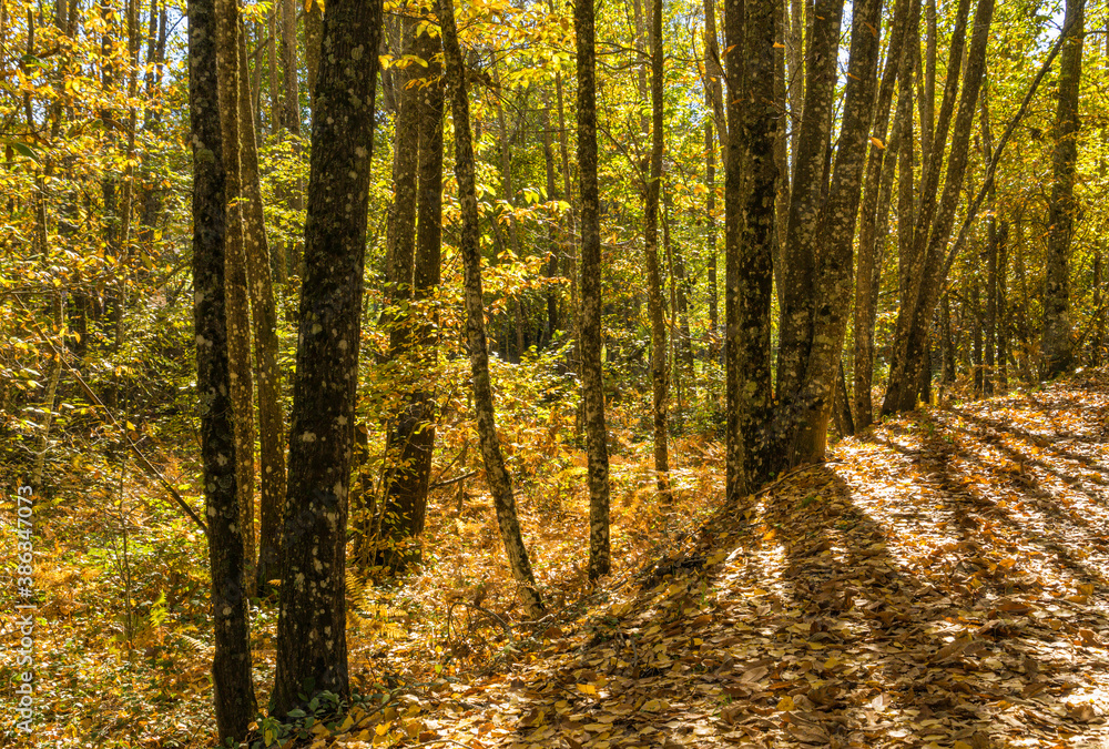 Landscape of a forest in autumn with warm tones with backlighting. Landscape of a forest in autumn with warm tones with backlighting.