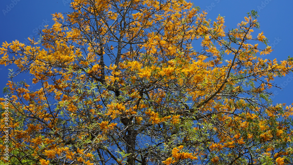 Silky oak tree top in full bloom. Golden yellow flowers against a clear blue sky. Silky oak tree top in full bloom. Golden yellow flowers against a clear blue sky.