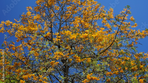 Silky oak tree top in full bloom. Golden yellow flowers against a clear blue sky.
