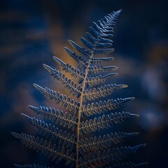 Poster Zwart Varenblad in herfstseizoen natuur  © Ismael