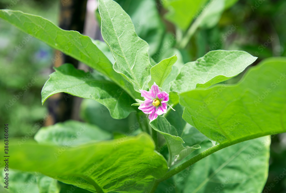 Purple flower eggplant in a greenhouse. Agricultural concept
