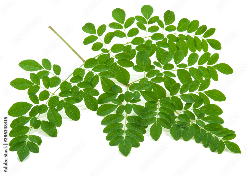 Moringa oleifera leaves isolated on white background