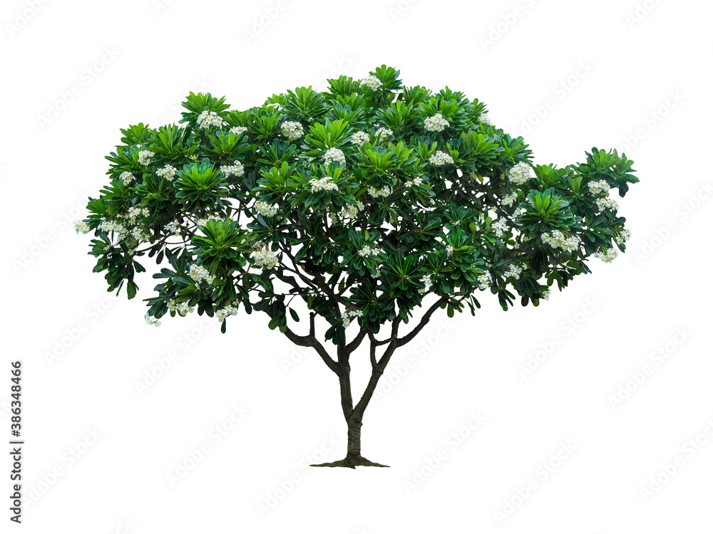 isolated of white plumeria tree with clipping path on white background a die cut object of green leaves and white flowers topical tree for park and garden decoretion