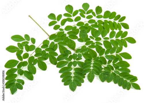 Moringa oleifera leaves isolated on white background photo