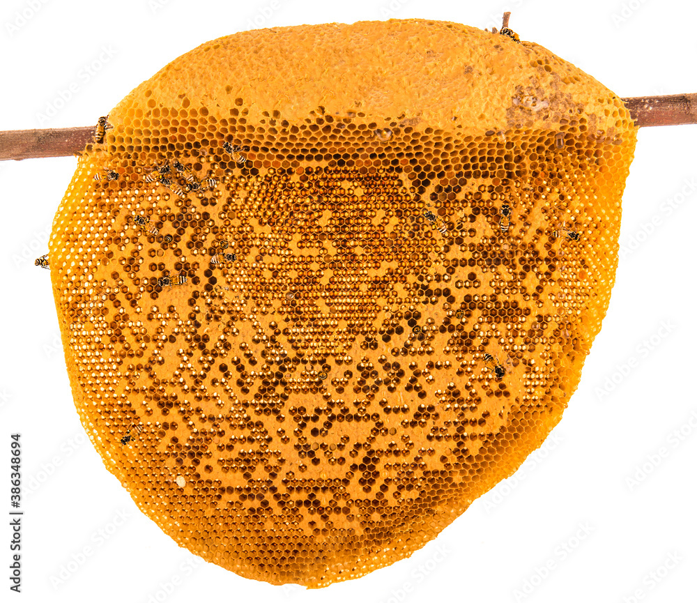 bee on honeycomb with honey nectar into cells.