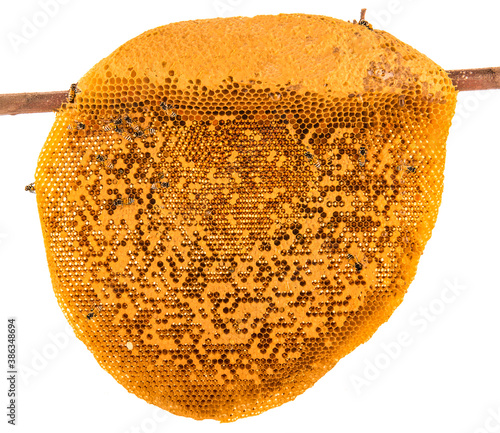 bee on honeycomb with honey nectar into cells.